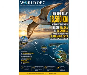 bird flew long cw