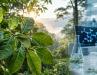 BRAZILIAN TREE SHOWS POWERFUL ANTI-COVID ACTIVITY IN THE LAB